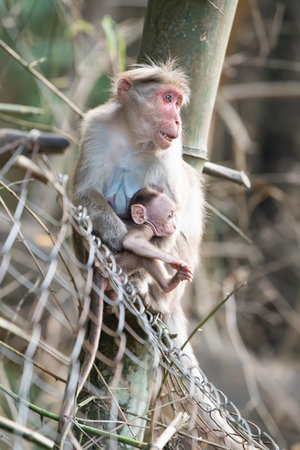 rhesus monkey mother with baby, wildlife of Periyar India, jungle and rainforest animal sitting on a...