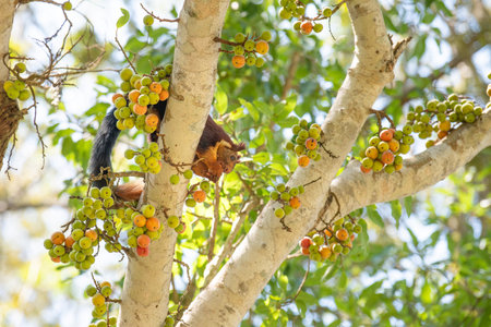 Indian or Malabar giant squirrel eating figs on a ficus racemosa tree, ratufa indica, forest and...