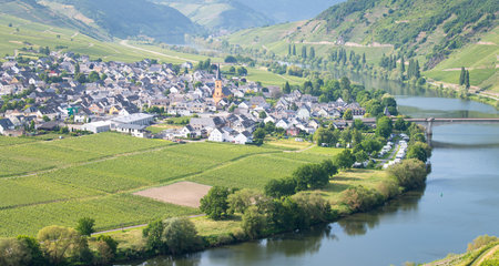 Trittenheim, Moselle Valley with loop of Mosel river, aerial view, riesling wine growing on vine, vineyard landscape and agriculture in Germanyの写真素材