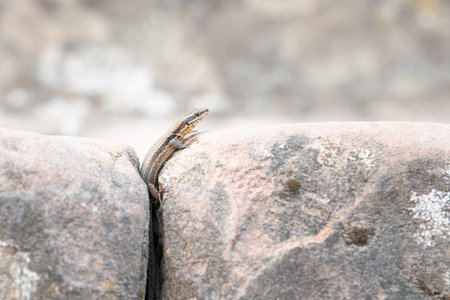 Common wall lizard on slate stone, Podarcis muralis, reptile living in Northern Europe and North America, wildlife Moselle valleyの写真素材