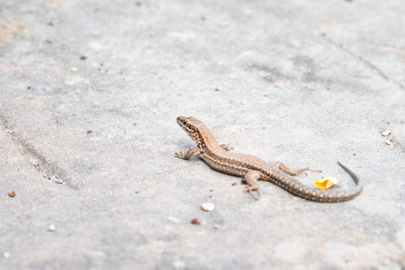 Common wall lizard on slate stone, Podarcis muralis, reptile living in wildlife Moselle valleyの写真素材