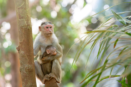 Barbary macaque ape, rhesus monkey mother with baby, wildlife of Goa India, jungle and rainforest...