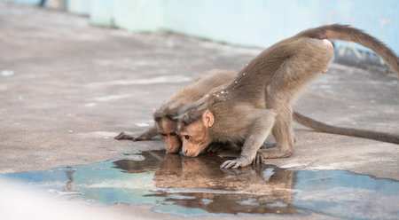 Barbary macaque ape, rhesus monkey drinking water from a puddle, wildlife and urban environment in...