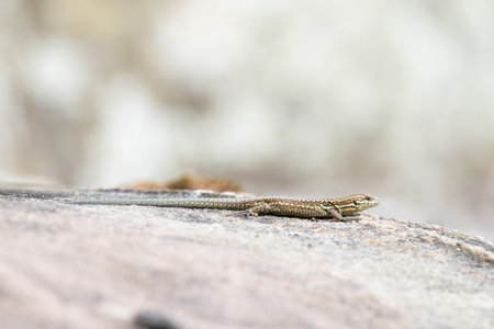 Common wall lizard on slate stone, Podarcis muralis, reptile living in Northern Europe and North America, wildlife Moselle valleyの写真素材