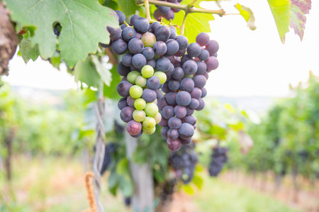 Moselle vineyard, blue ripe grapes, Pinot Noir wine growing on vine, Mosel river valley Trier, Germany, harvest and agriculture, rhineland palatineの写真素材