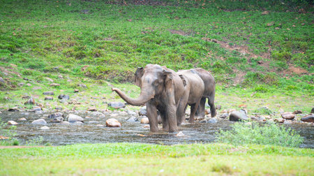 Indian elephants, wild herd taking a bath at a lake in Anakulam near Munnar, wildlife of India,...