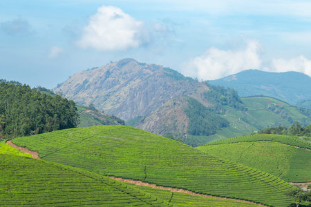 Tea growing area Munnar, plantation in India, landscape with fields in Kerala, Nilgiri hills,...