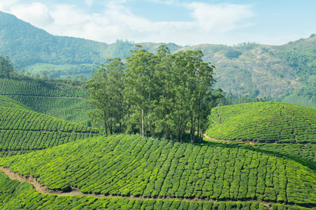Tea growing area Munnar, plantation in India, landscape with fields in Kerala, Nilgiri hills,...