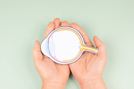 Human eye with pupil, retina, iris and optic nerve, vision organ, anatomy, body part, eyeballの写真素材