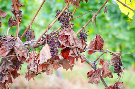 Moselle vineyard, green dried up grapes, fungal disease, powdery mildew or gray mold, heat damage, waterlogging, dryness, sunburn and nutrient deficiencyの写真素材