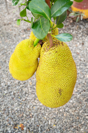 Green jackfruit or nangka growing on a tree, tropical fruit in India, food plantation and...
