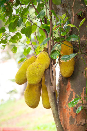 Green ripe jackfruit or nangka growing on a tree, tropical fruit in India, food plantation and...
