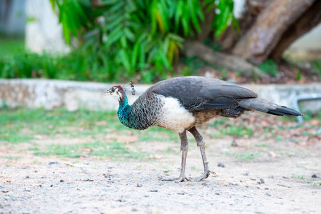 Green peahen or peafowl bird walking through a tropical garden in South India, female animal
