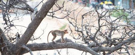 Rhesus monkey climbing a tree, wildlife of Hampi, India, jungle and rainforest animal in his habitat