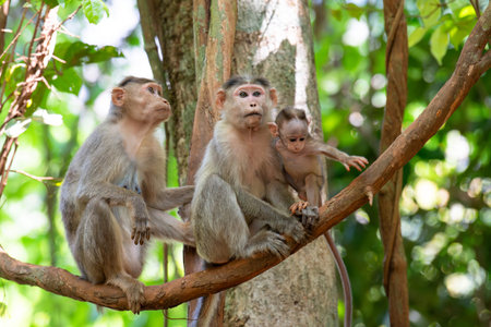 Barbary macaque ape, rhesus monkey family with baby in tropical jungle of India, wildlife rainforest...