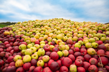 Pile of apples processed into juice, compotes, puree or apple cider vinegar, used as fertilizer, compost material, animal food, harvest in autumnの写真素材