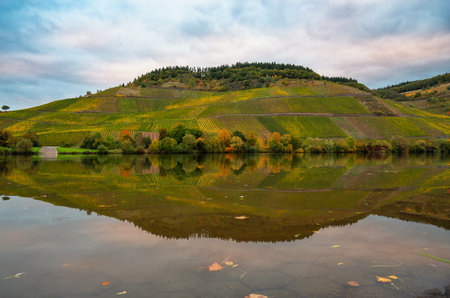 Moselle river valley, autumn season, colorful foliage, riesling wine growing on vine, vineyard landscape and agriculture in Germanyの写真素材
