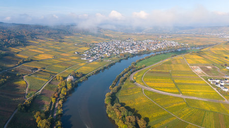 Leiwen, Moselle Valley with loop of Mosel river, aerial view, riesling wine growing on vine, vineyard landscape in autumn, agriculture in Germanyの写真素材