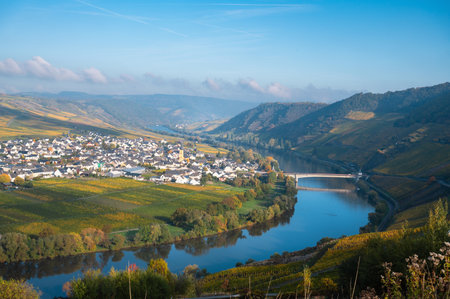 Trittenheim, Moselle Valley with loop of Mosel river, aerial view, riesling wine growing on vine, vineyard landscape in autumn, agriculture in Germanyの写真素材