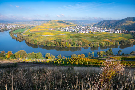 Trittenheim, Moselle Valley with loop of Mosel river, aerial view, riesling wine growing on vine, vineyard landscape in autumn, agriculture in Germanyの写真素材