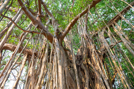 Ficus benghalensis, banyan fig, mangroves in India, tropical evergreen tree, large canopy coverage,...