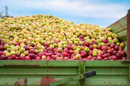 Apples pile processed into juice, compotes, puree or apple cider vinegar, used as fertilizer, compost material, animal food, harvest in autumnの写真素材