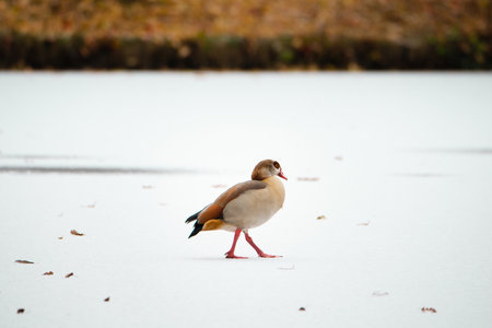 Egyptian goose, Alopochen aegyptiaca waddles on a frozen and snow covered pond, birds in the winterの写真素材