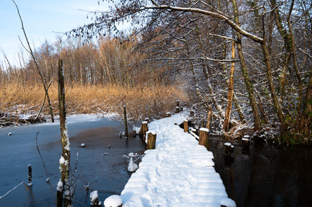 Biodiversity Haff Reimech, wetland and nature reserve in Luxembourg, pond surrounded by reed and trees, snow in winter, cold frosty weatherの写真素材