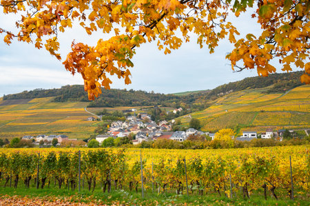 Moselle Valley, Remich village, Mosel river, riesling vineyard landscape in autumn, border between Germany and Luxembourg, agricultureの写真素材
