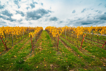 Vineyard in autumn, riesling wine harvest, Moselle valley landscape, autumnal foliage, agriculture plants in Trier, Germanyの写真素材