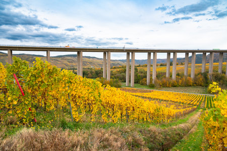 Moselle Viaduct Longuich, vineyard in Mosel valley, autumn season, bridge of highway crossing river near Trier, German autobahnの写真素材