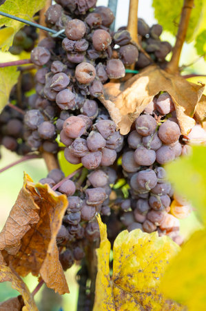 Fungal disease, powdery mildew or gray mold on grapes, botrytis, Moselle vineyard, heat damage, waterlogging, dryness, sunburn and nutrient deficiencyの写真素材