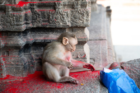 Rhesus monkey, cheeky barbary macaque ape with red holi powder in plastic bag, conflict of wildlife and urban environment in India, animal in cityの写真素材