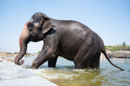 Indian elephant at the Tungabhadra river in Hampi, animal taking a bath in the water, Karnataka in Indiaの写真素材
