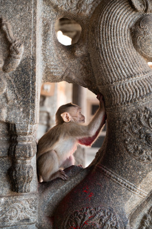 Rhesus monkey with red holi powder in the temple, conflict of wildlife and urban environment in India, animal in cityの写真素材