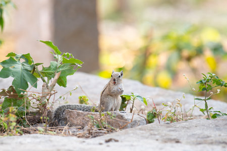 Indian three striped palm squirrel, Funambulus palmarum, chipmunk sitting on a rock, wildlife of Indiaの写真素材
