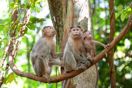 Barbary macaque ape, rhesus monkey family with baby on tropical jungle tree, India, rainforest...