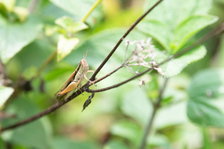 Grasshopper cricket crawling on plant, insect animal in India, ecosystem and environment, Pseudochorthippus parallelusの写真素材