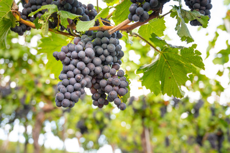 Blue grapevine, Pinot Noir grapes growing on vine, vineyard in Trier, Moselle Valley, Germany,...