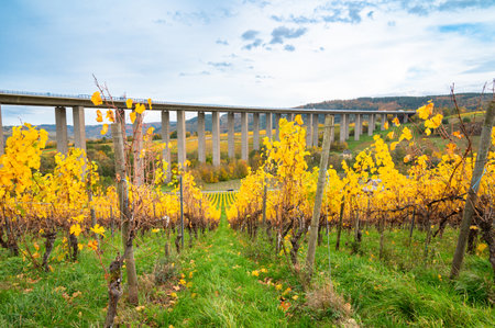 Vineyard with view to Moselle Viaduct Longuich, Mosel valley, autumn season, bridge of highway crossing river near Trierの写真素材