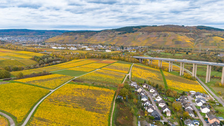 Vineyards in Moselle valley, autumn season, Mosel Viaduct Longuich, bridge of highway crossing river near Trier, aerial viewの写真素材