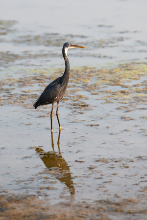 Coastal reef heron, Egretta gularis waddling through water, wildlife at the Arabian Sea, India, egret at the beachの写真素材