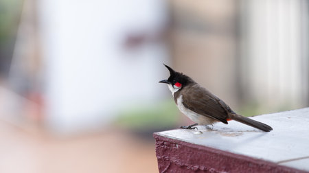Red fronted bulbul bird sitting on a wall, Goa in South India, wildlife in urban environment, pycnonotus jocosusの写真素材