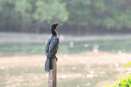 Indian cormorant, shag or Phalacrocorax fuscicollis sitting on tree trunk, mangroves bird wildlife, inland waters of subcontinent Indiaの写真素材