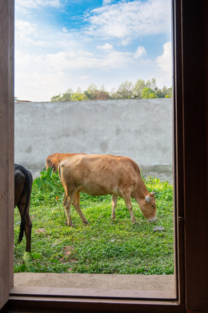 Cow eating grass on a meadow in India, calf animal, Indian religion and culture, urban lifestyle, view through windowの写真素材