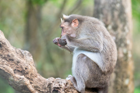 Barbary macaque, rhesus monkey sitting on a tree, wildlife of Periyar in India, jungle and rainforest animalの写真素材