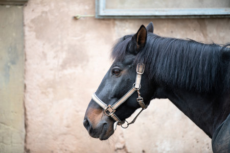 Black horse portrait, farm animal, ranch with horses, countrysideの写真素材