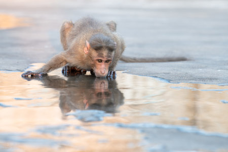 Barbary macaque ape, rhesus monkey drinking water from puddle, wildlife and urban environment in Indiaの写真素材