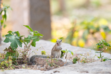 Indian three striped palm squirrel, Funambulus palmarum, wildlife of Indiaの写真素材
