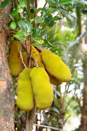 Green ripe jackfruit or nangka growing on a tree, tropical fruit in India, food plantation and...